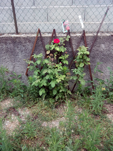 rosier en juin